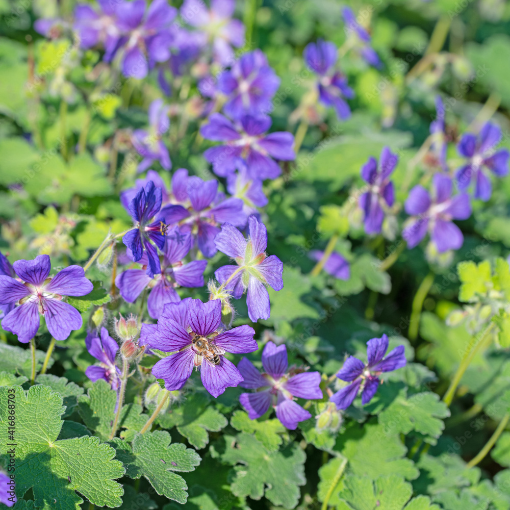 Blühender Storchschnabel, Geranium, im Frühling Blühender Storchschnabel, Geranium, im Frühling