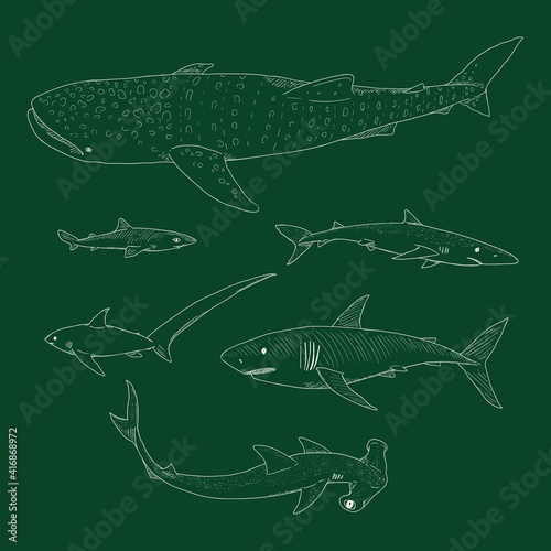 Vector Set of Chalk Sketch Sharks.