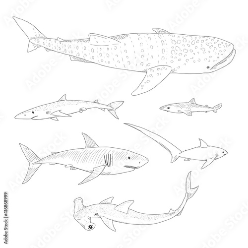 Vector Set of Sketch Sharks.