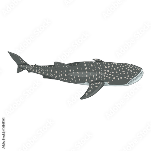 Vector Cartoon Whale Shark.