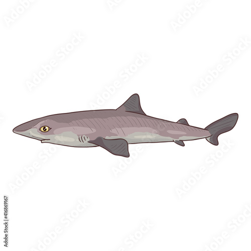 Vector Cartoon Spiny Dogfish.