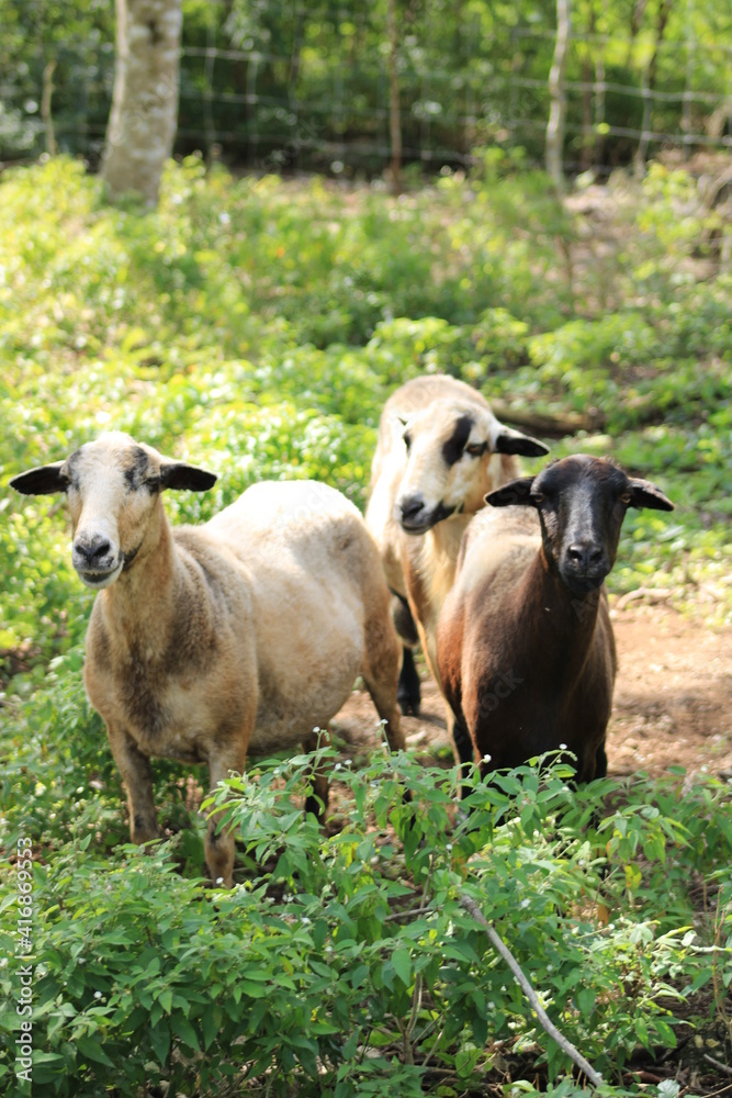 Fototapeta premium tres ovejas blancas en su corral con mucha vegetación