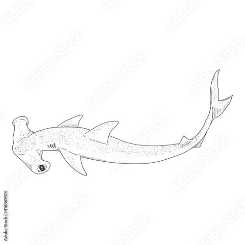Sketch Hammer-head Shark. Sphyrnidae Illustration.