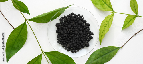 Tableau sur toile Bat manure in Chemical Watch Glass and Wrightia religiosa branch on white laboratory table