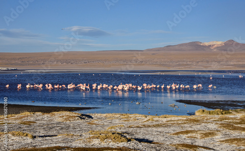 Beautiful James's flamingos (Phoenicoparrus jamesi), Eduardo Avaroa National Reserve, Salar de Uyuni, Bolivia photo