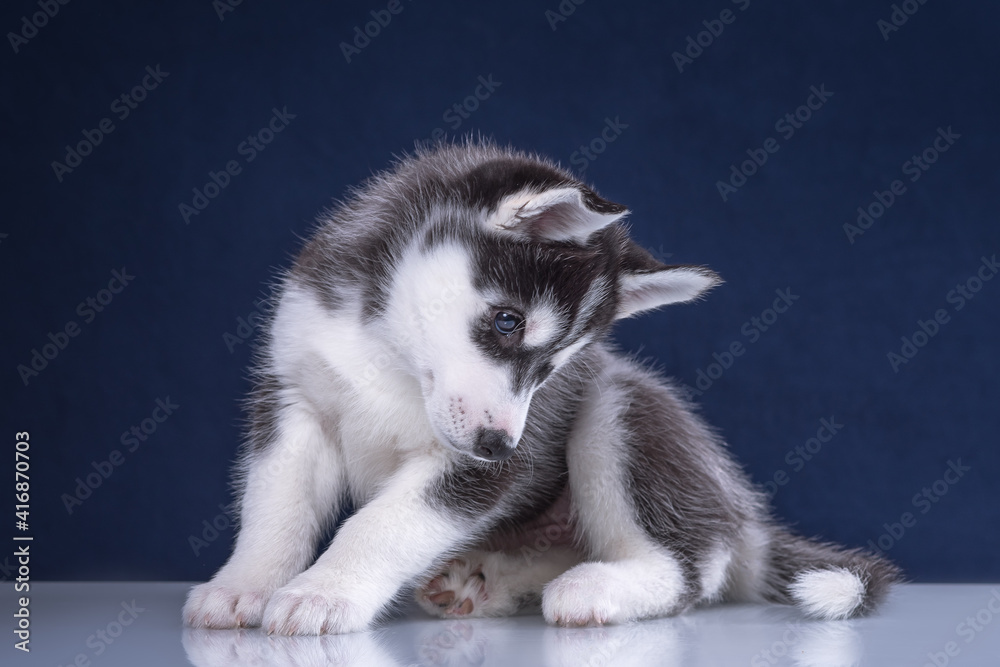 Obraz premium Cute husky puppy on a blue background.