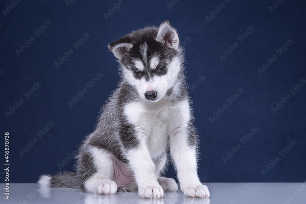 Cute husky puppy on a blue background.