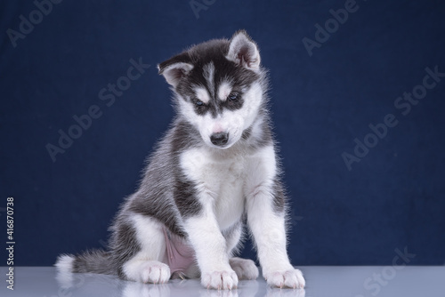 Cute husky puppy on a blue background.