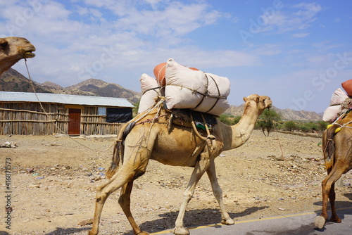 Foto ラクダの荷物運び