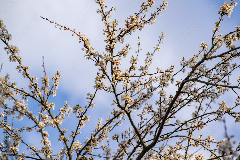 Blooming branches of an apple tree in the rays of dawn against the backdrop of a cloudy sky. Blooming branches of an apple tree in the rays of dawn against the backdrop of a cloudy sky.