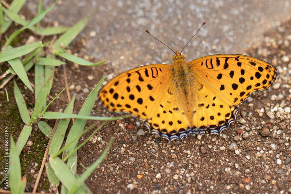 Obraz premium butterfly