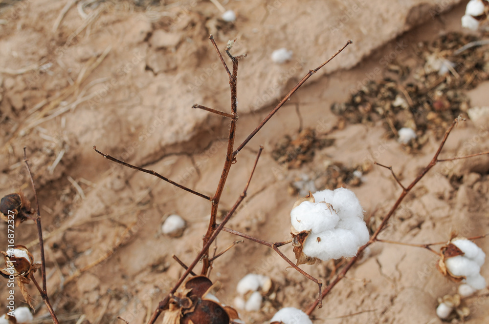 Rows of cotton crops on Arizona farm Rows of cotton crops on Arizona farm