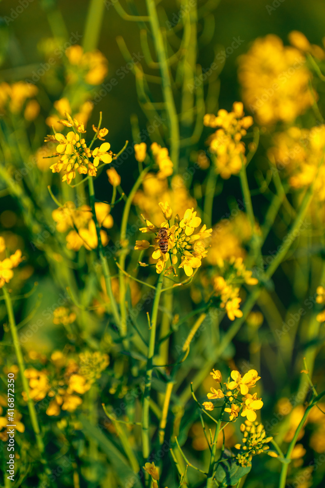 Fototapeta premium abeja en flores amarillas