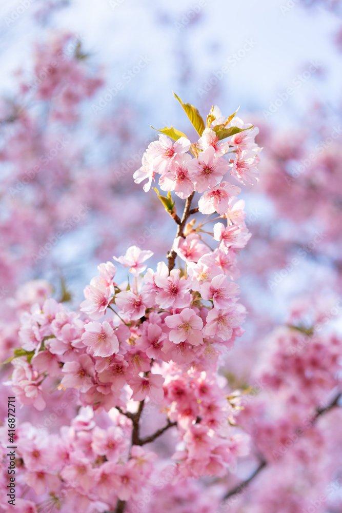 pink cherry blossom, Tokyo, Japan, 2021 pink cherry blossom, Tokyo, Japan, 2021