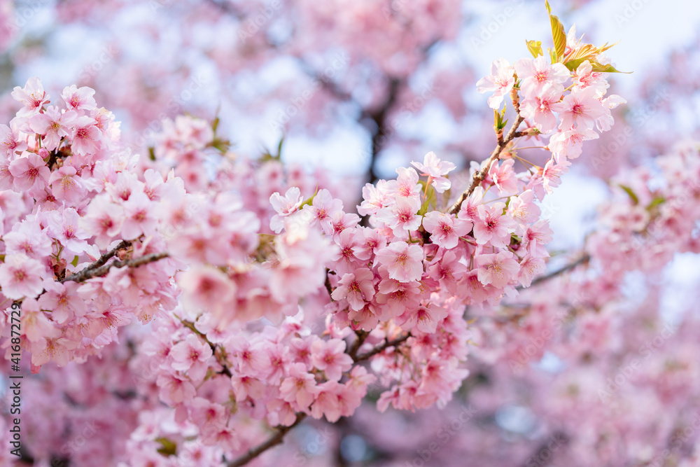 pink cherry blossom, Japan, 2021