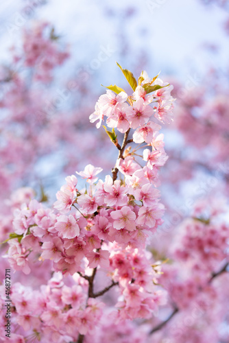 pink cherry blossom  Tokyo  Japan  2021