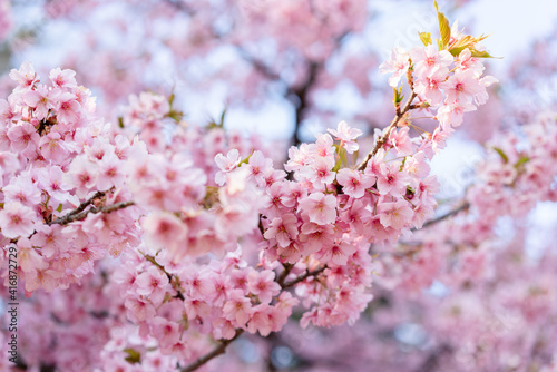 pink cherry blossom  Japan  2021