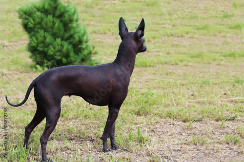Xoloitzcuintli stands with his back to the lawn.