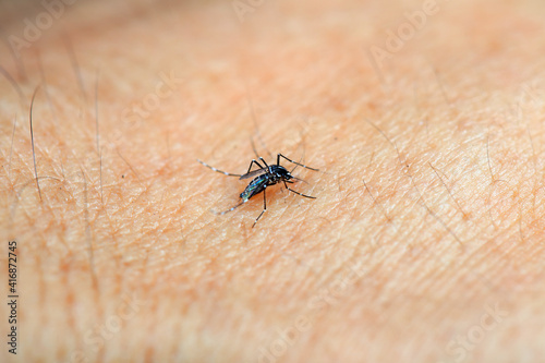 A mosquito sucks blood on human skin