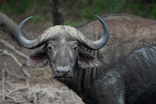 african buffalo in kruger national park © rudihulshof