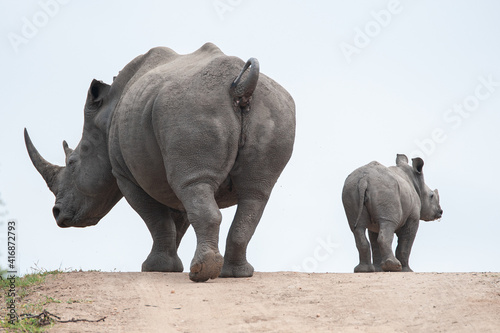A female White Rhino cow and calf  seen on a safari in South Africa