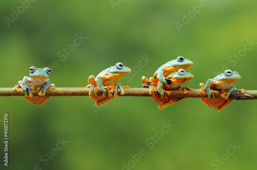 Frog, Tree Frog, Flying Frog,