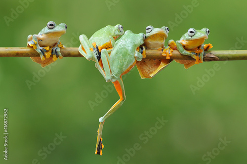 Frog  Tree Frog  Flying Frog 