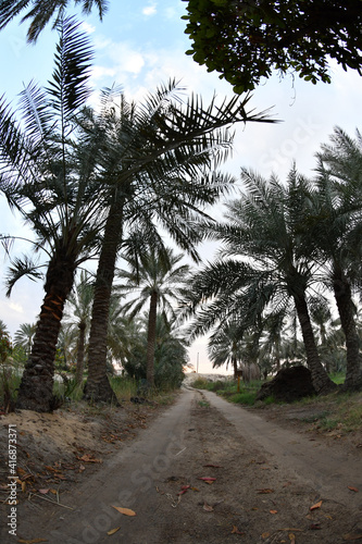 Date palm   tree of the palm family cultivated for its sweet edible fruits. The date palm has been prized from remotest antiquity   and photos were taken in the Kingdom of Saudi Arabia