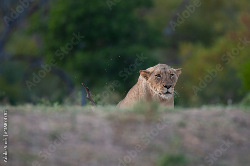 A female lion stalking prey on a safari in South Africa