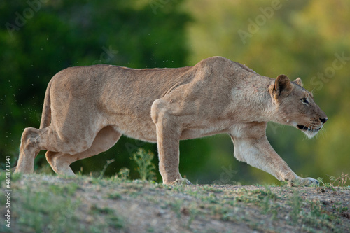 A female lion stalking prey on a safari in South Africa