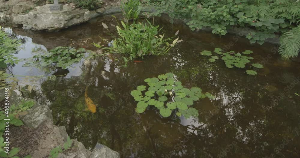 A carp fish reservoir in a botanical garden with fish swimming inside A carp fish reservoir in a botanical garden with fish swimming inside