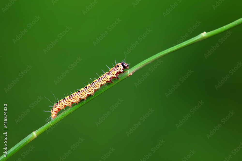 A Lepidoptera larva in nature, North China A Lepidoptera larva in nature, North China