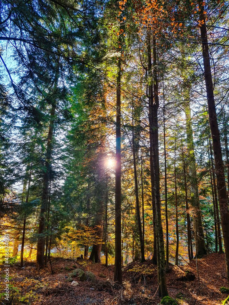Fototapeta premium Autumn forest in the morning