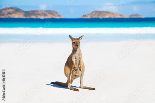 Fényképezés A baby kangaroo on the beautiful lucky bay beach in Esperance, Western Australia
