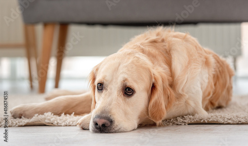 Golden retriever dog indoor © tan4ikk