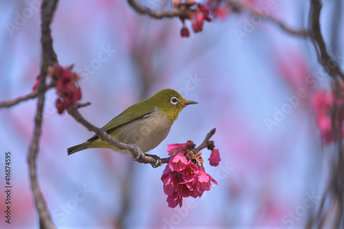 a yellow green bird and dark pink flowers in the blue sky
