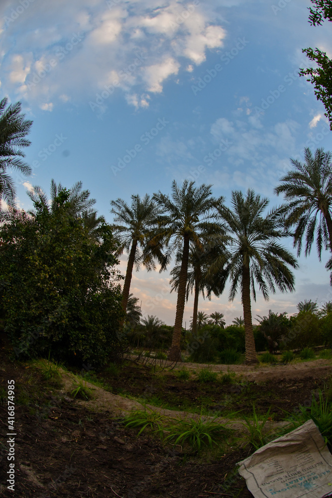 Date palm , tree of the palm family cultivated for its sweet edible fruits. The date palm has been prized from remotest antiquity , and photos were taken in the Kingdom of Saudi Arabia Date palm , tree of the palm family cultivated for its sweet edible fruits. The date palm has been prized from remotest antiquity , and photos were taken in the Kingdom of Saudi Arabia