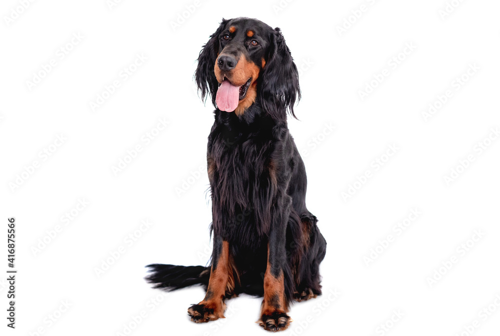 Scottish setter dog with tongue out Scottish setter dog with tongue out