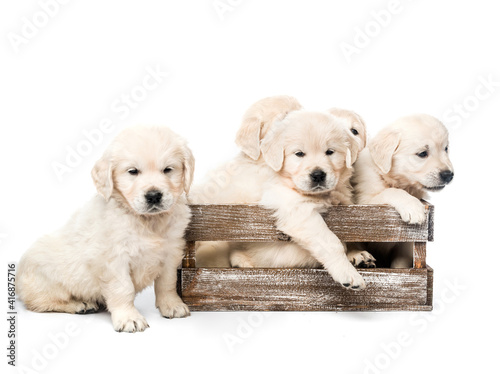 Five golden retriever puppies together isolated