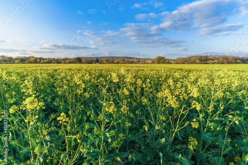 A yellow rapeseed field in the sunshine on a field in Germany