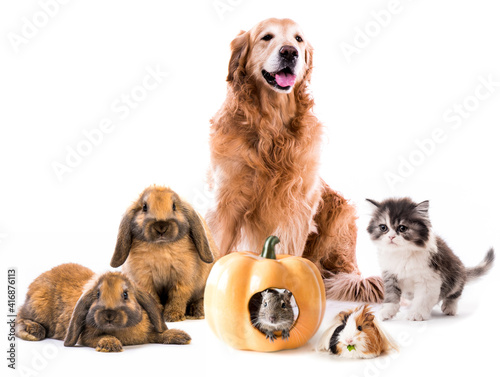 Group of cute fluffy pets