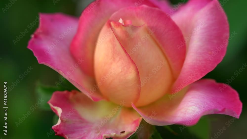 A beautiful peach colored rose against a green background of leaves. A beautiful peach colored rose against a green background of leaves.