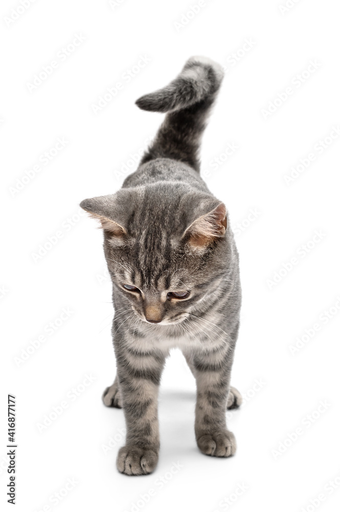 Beautiful gray cat isolated on white background. Beautiful gray cat isolated on white background.
