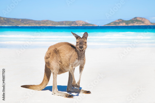 A kangaroo on the beautiful lucky bay beach in Esperance, Western Australia