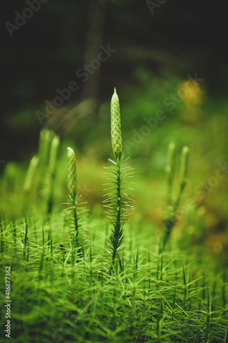 Lycopodium clavatum
