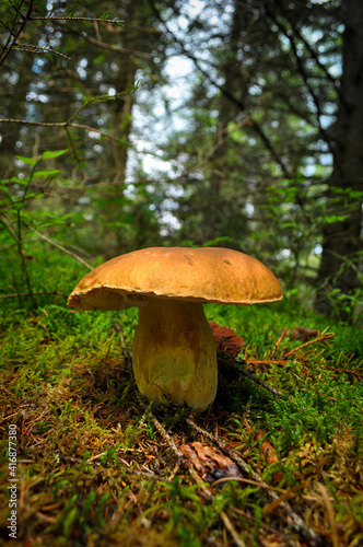 orange cap boletus