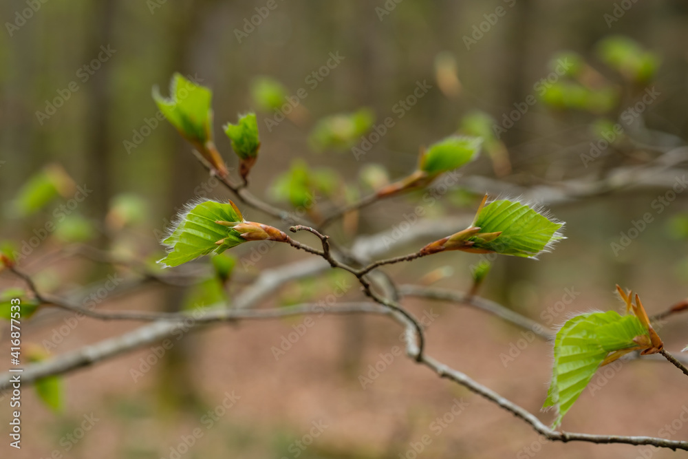 Frisch getriebene Buchenblätter (Blätter/Triebe) an Zweigen in einem Baum im Frühling im Wald Frisch getriebene Buchenblätter (Blätter/Triebe) an Zweigen in einem Baum im Frühling im Wald