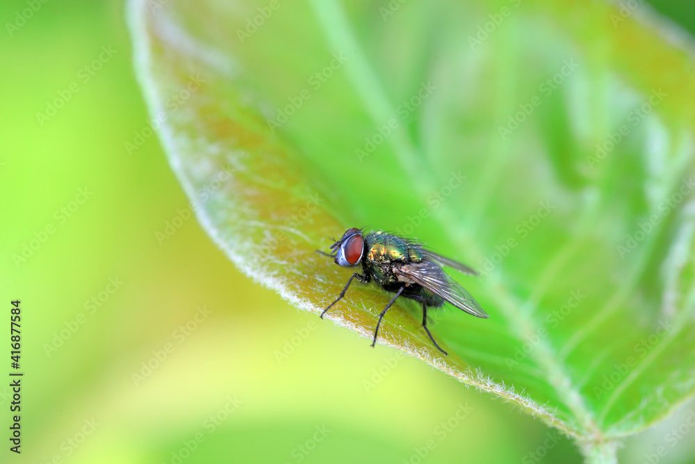 Fototapeta premium A red headed fly on a green leaf, North China
