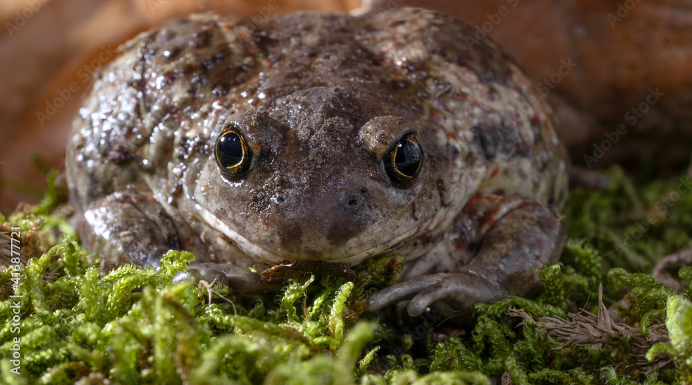 Obraz premium Pelobates fuscus, garlic toad, common spadefoot, close-up.