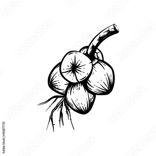 coconut retro silhouette illustration